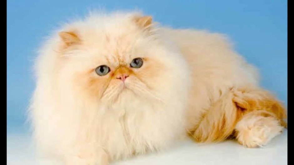 Персидский кот с боку