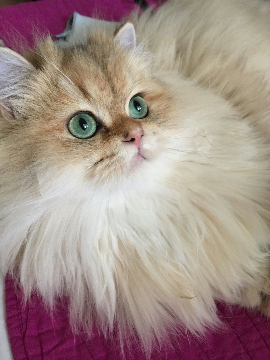 Персидская шиншилла кошка рыжая