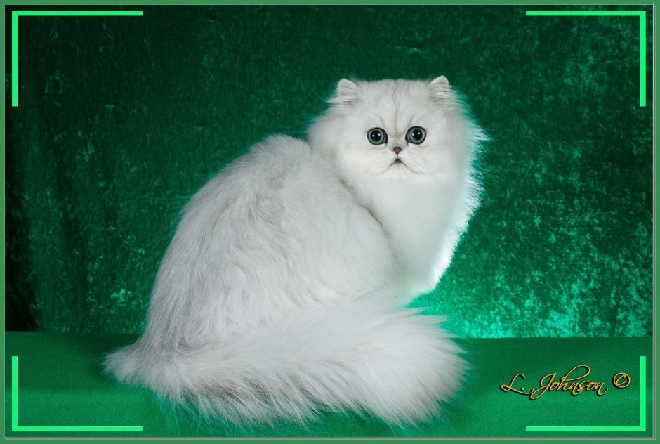 Окрас Персидская, Персидская шиншилла