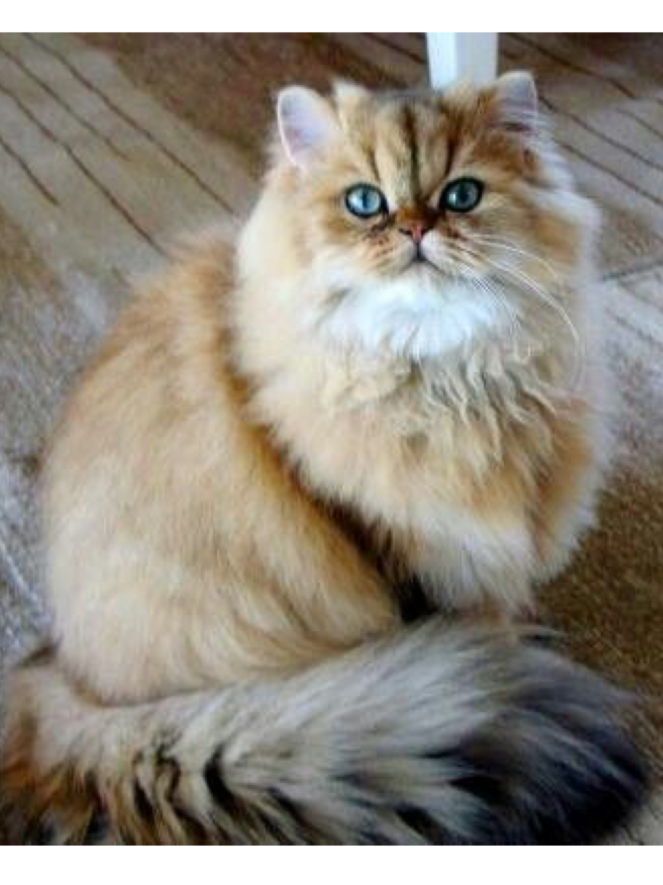 Персидская Золотая шиншилла