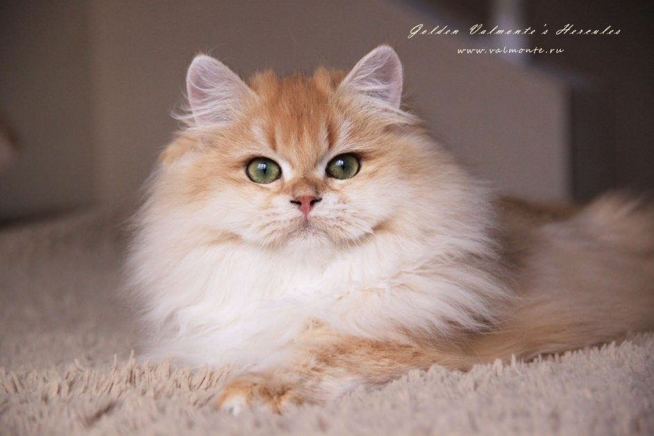 Хайленд страйт Золотая шиншилла