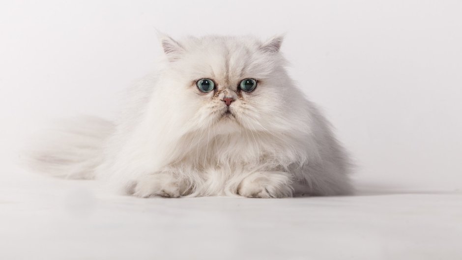 Персидская шиншилла персиковый цвет