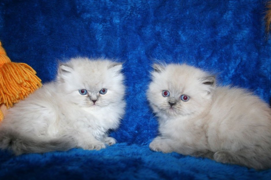 Персидская шиншилла кошка рыжая