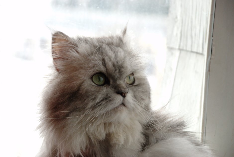 Уши длинношерстной кошки