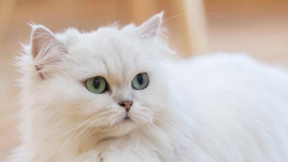 Персы для обработки белые