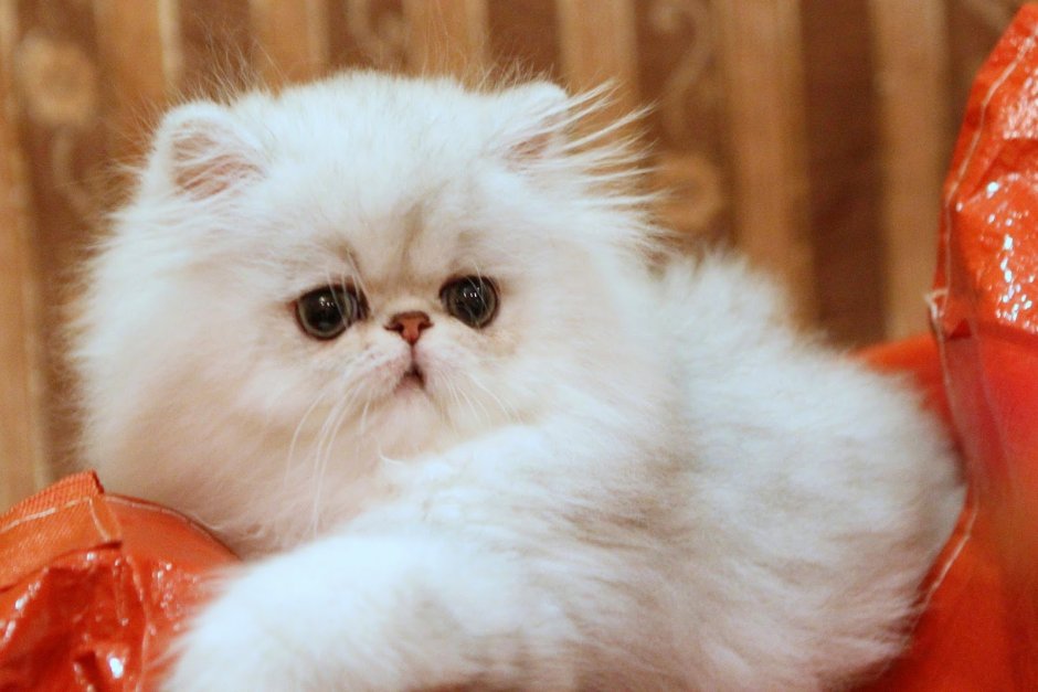 Персидская шиншилла экзот