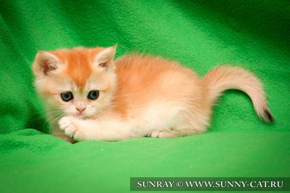 Британская рыжая шиншилла котенок