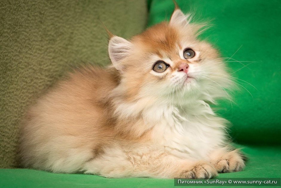 Британская длинношерстная окрас ny11
