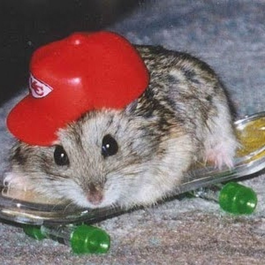 Крысы в кепках