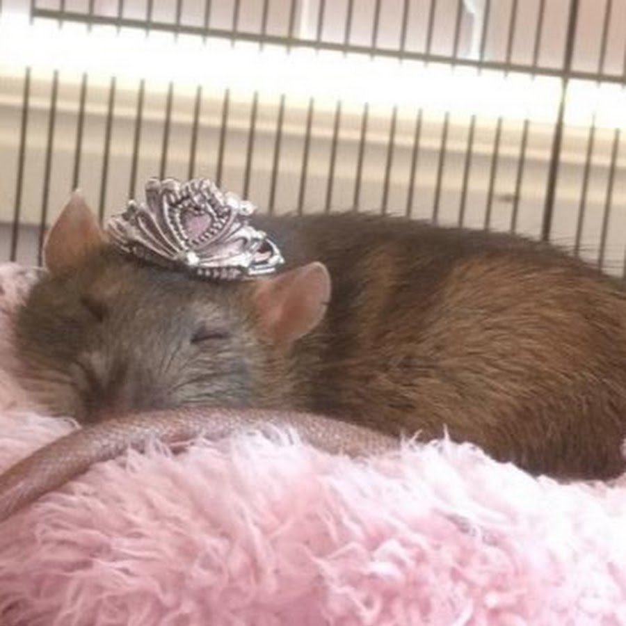 Крыса с короной