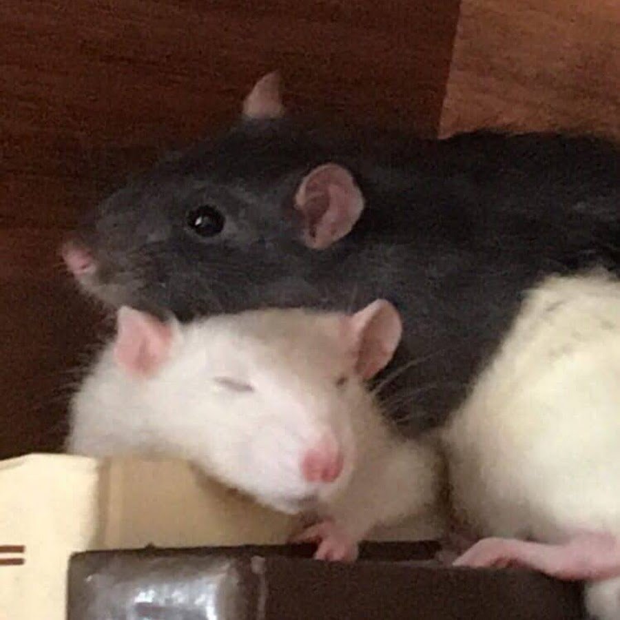 Крысы Иркутск