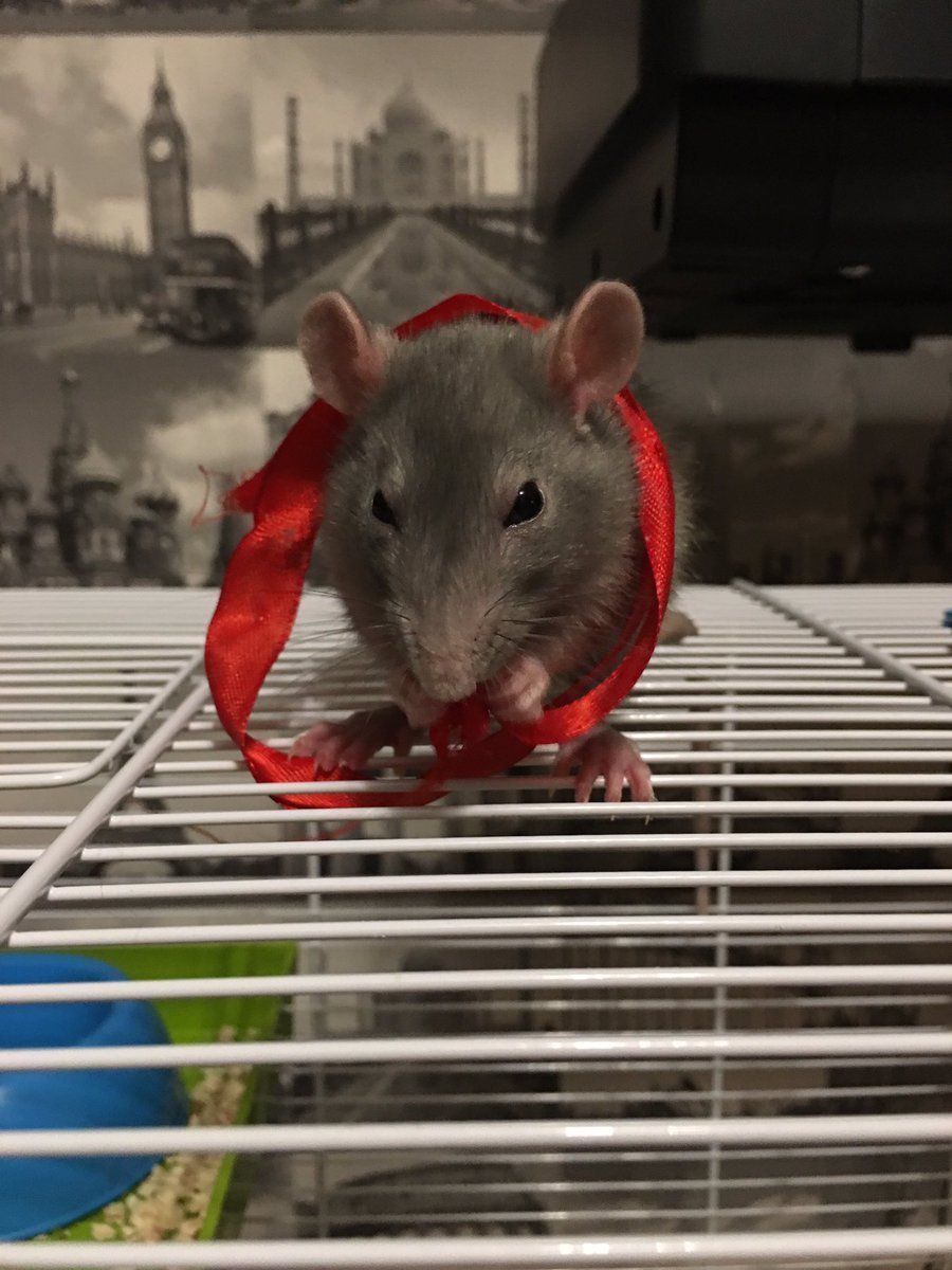 Несколько крыс в платьях