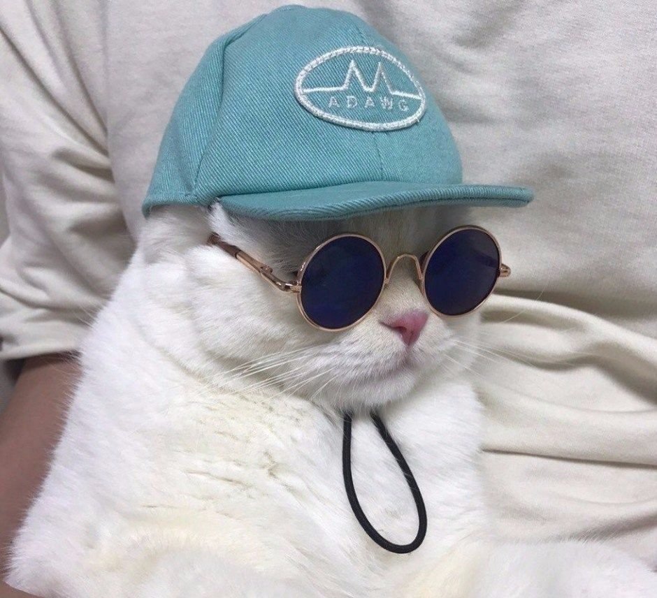 Фото двух крыс в кепках