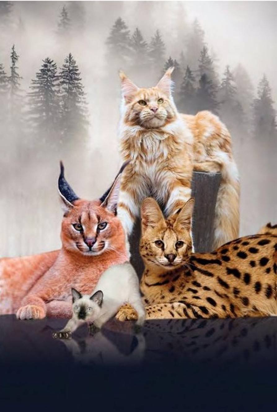 Каракал и Мейн кун