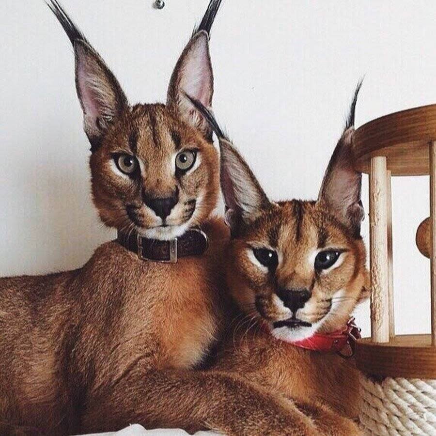 Сервал каракет