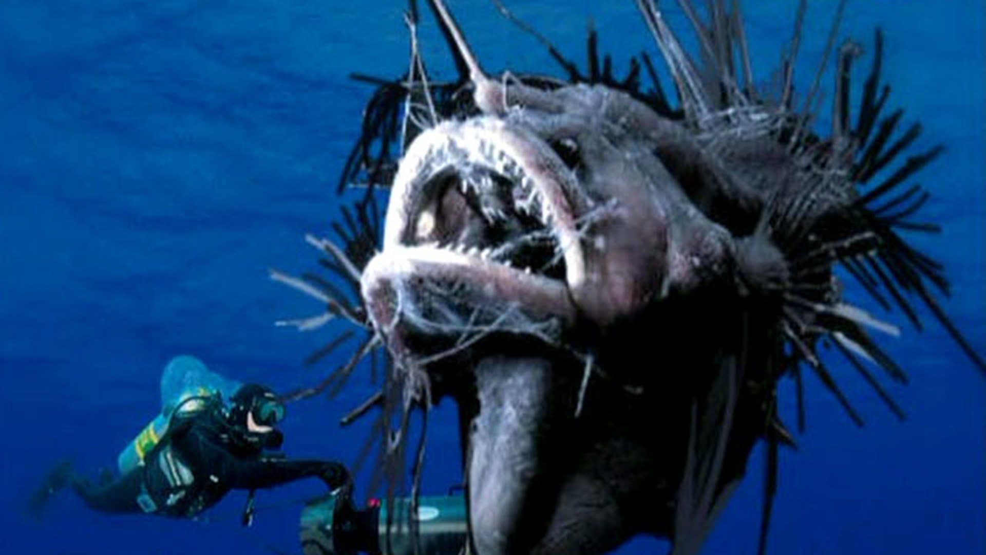 На дне океана существа. Марианский жёлоб обитатели монстры. Морской черт в Баренцевом море. Морские чудовища рыба удильщик.