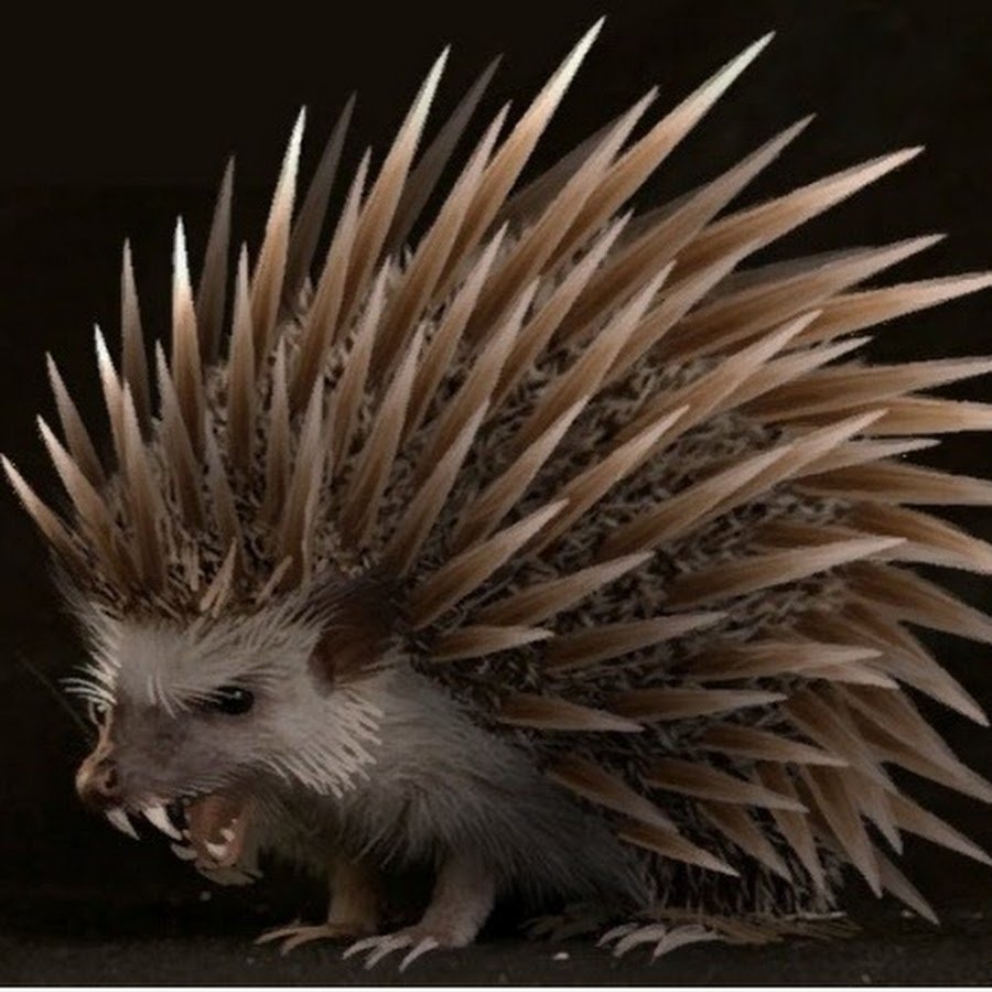 Колючий Ежик