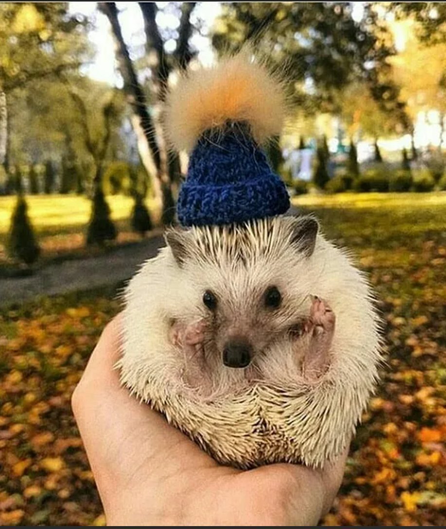 Ежик в смешной шапке