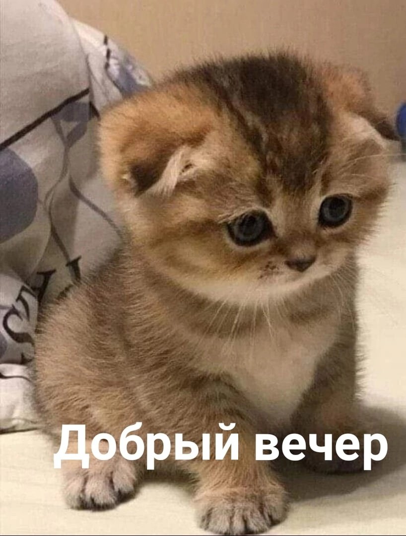 Котята в Краснодаре