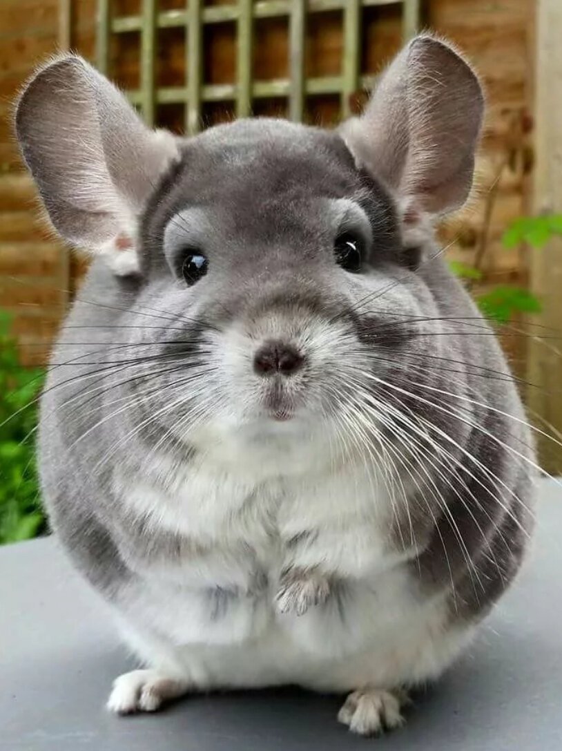 Шиншилла ланигера