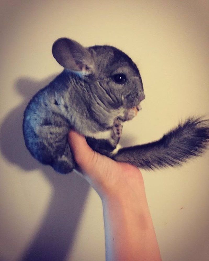 Длиннохвостая шиншилла