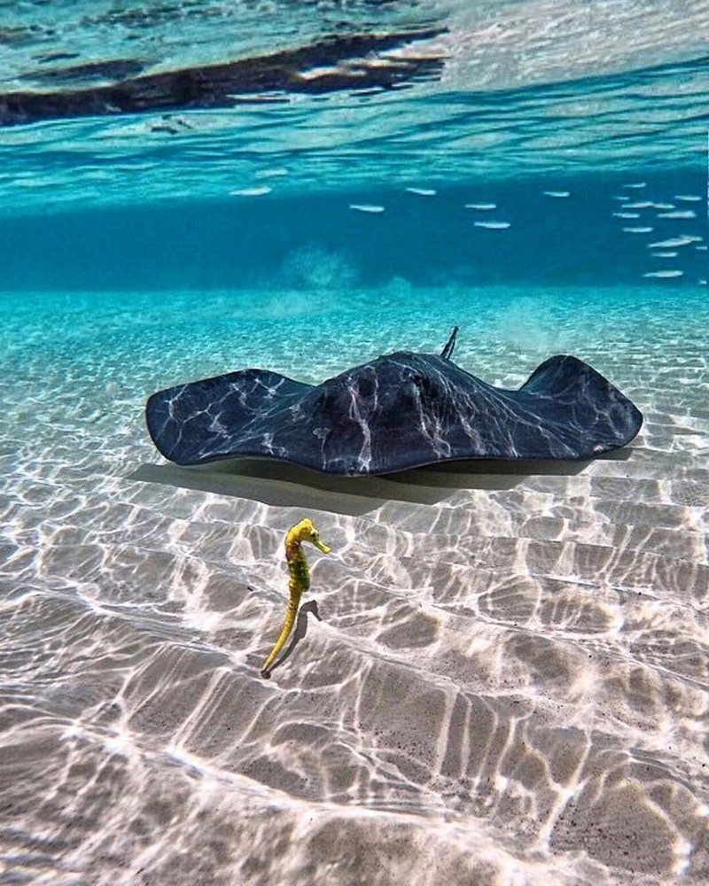 Мальдивы змеи