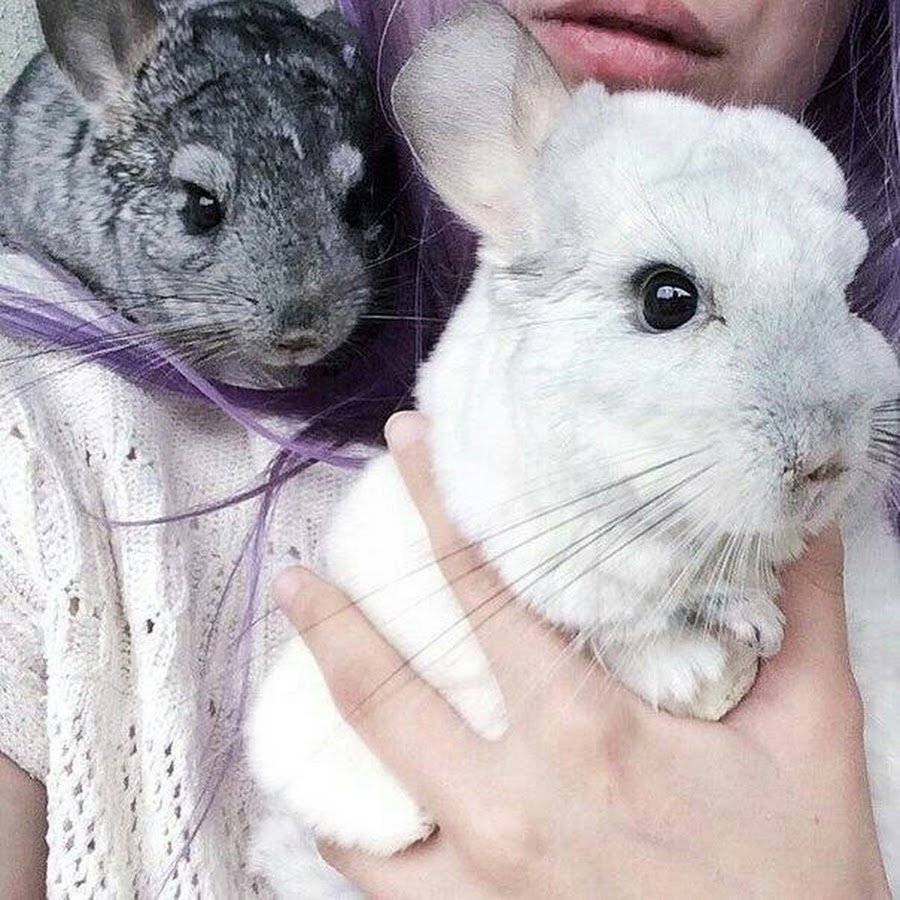 Красивые авы шиншиллы