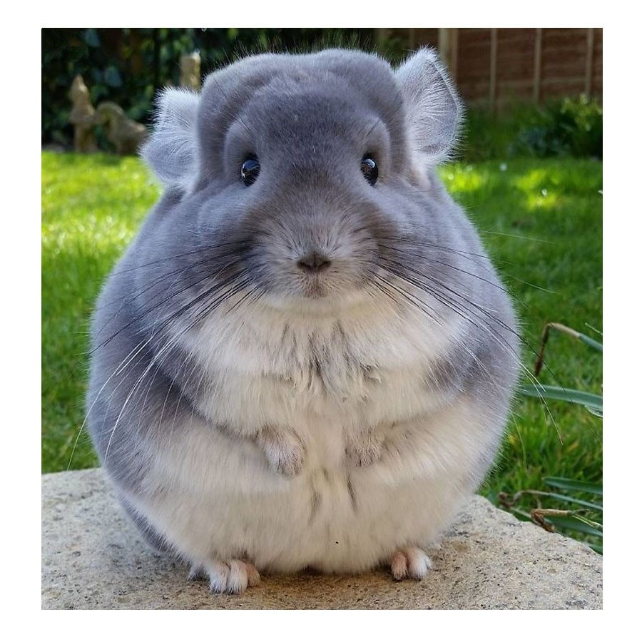 Шиншилла пушистая