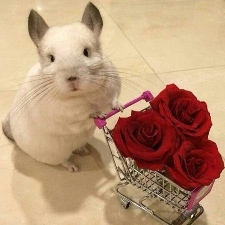 Шиншилла БУБУ