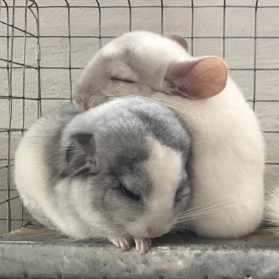 Шиншиллы обнимаются