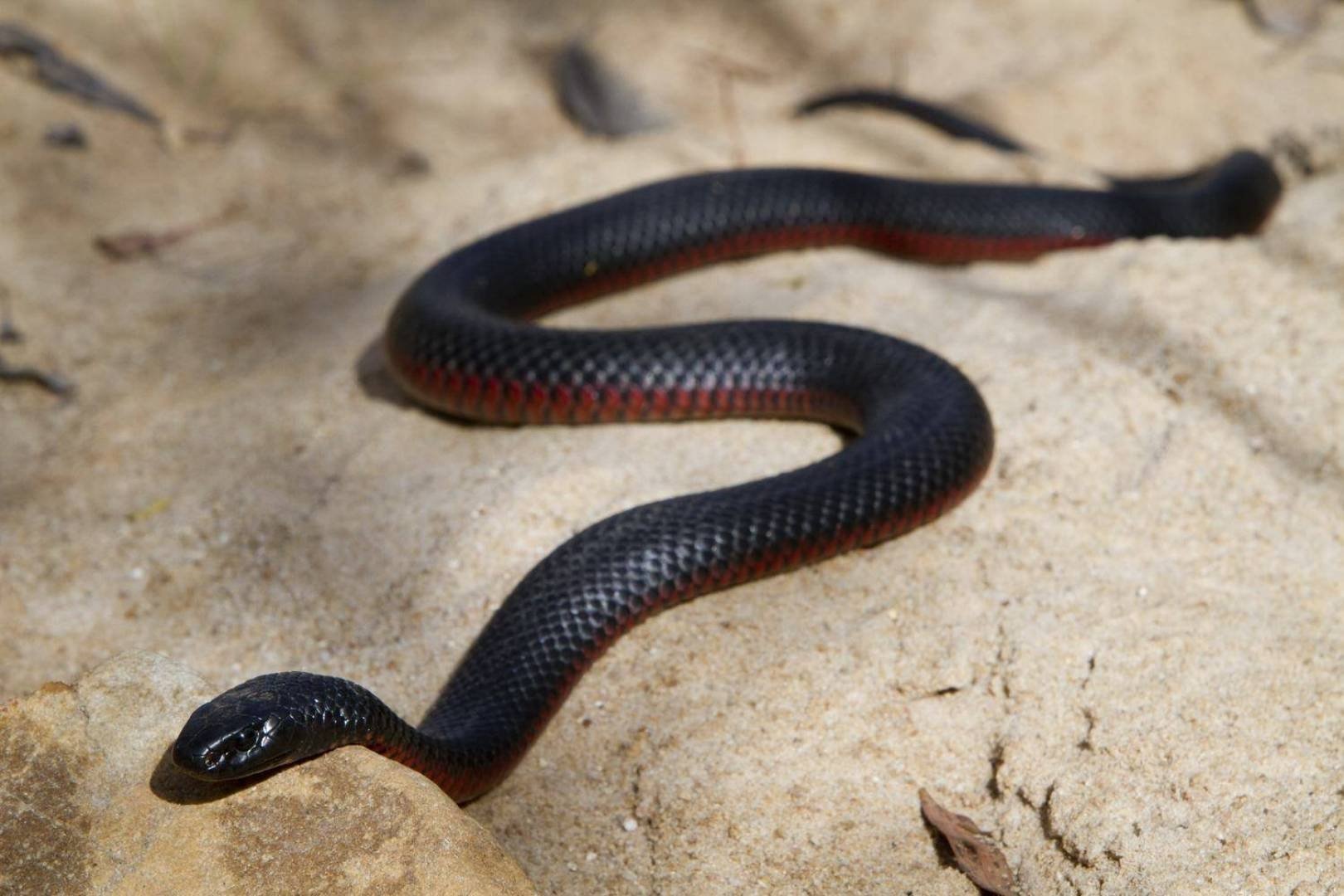 Ехидны змеи. Черная ехидна змея. Черная ехидна Pseudechis porphyriacus. Черный Аспид змея. Краснобрюхий Аспид.