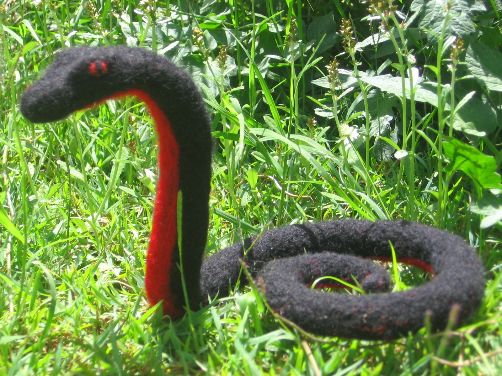 Черная змея на голове пятна. Краснобрюхий полоз. Краснобрюхий Аспид. Красная гадюка змея. Змея Red belly.