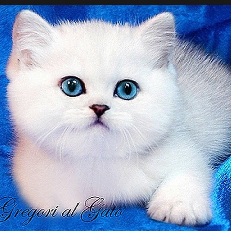 Британец шиншилла серебристый с голубыми глазами