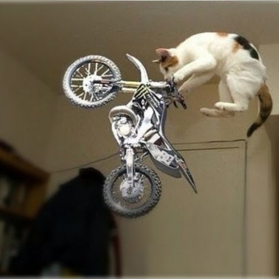 Кот на байке