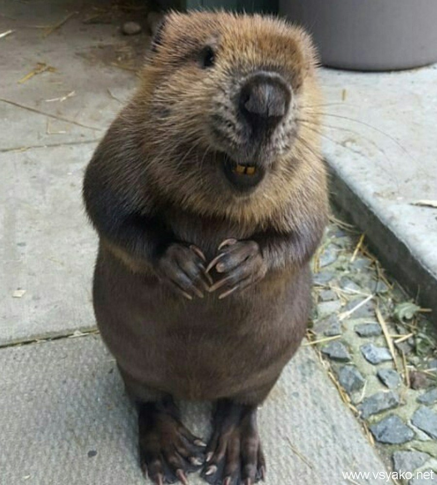 Смешные Бобы