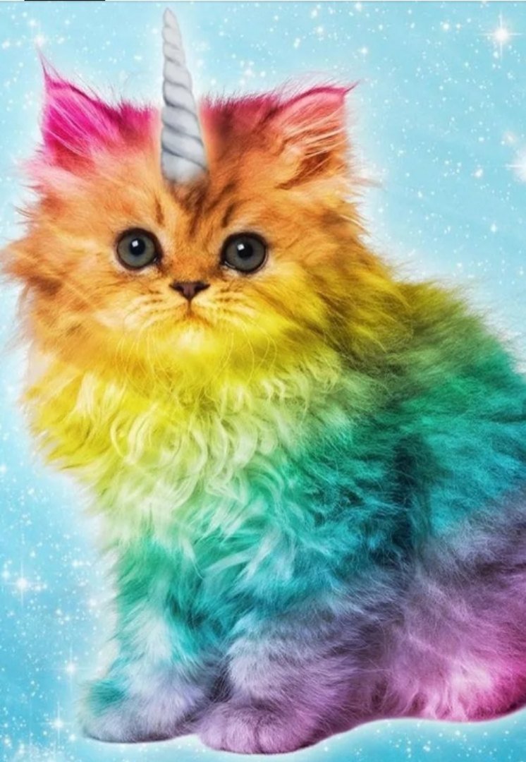 Разноцветная кошка