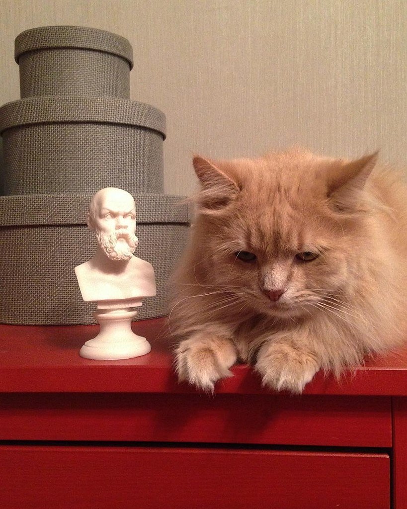 Философский кот