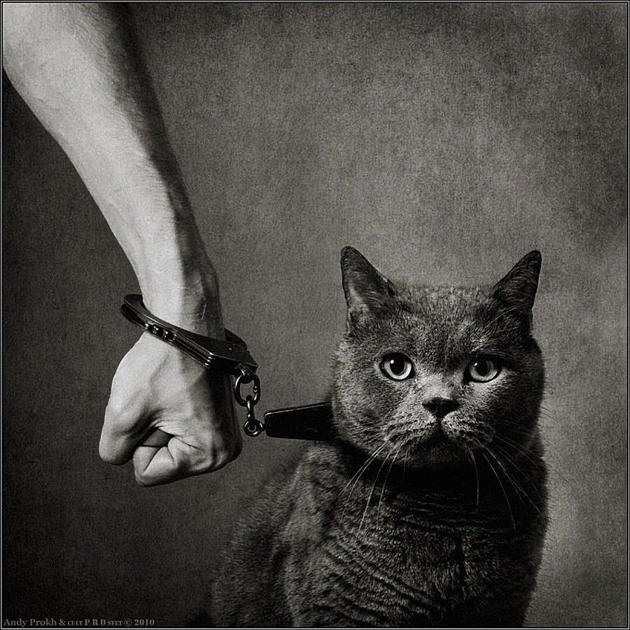 Кот в кандалах
