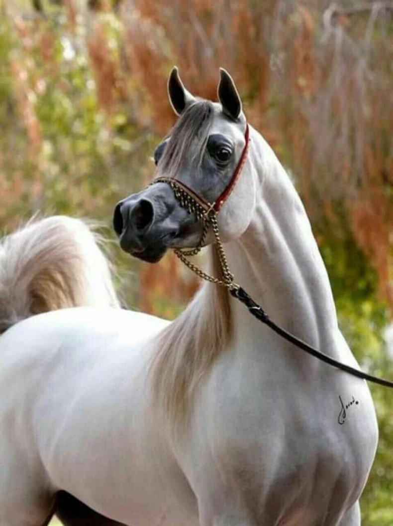 Тип чистокровных арабских лошадей