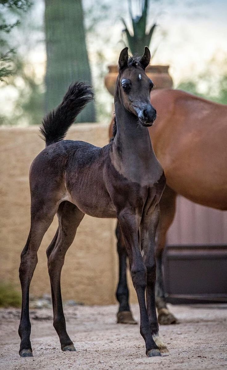 Арабские чистокровные жеребята