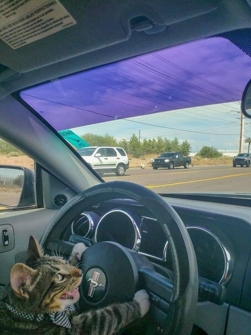 Кот в очках за рулём машины