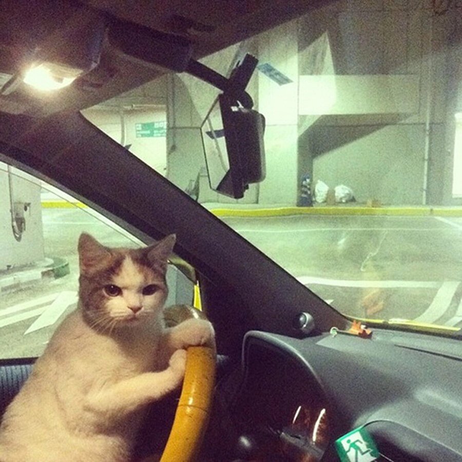 Кот за рулем