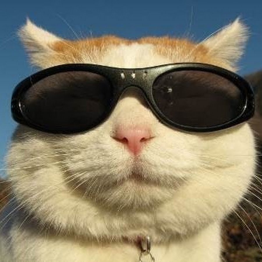 Кот в очках