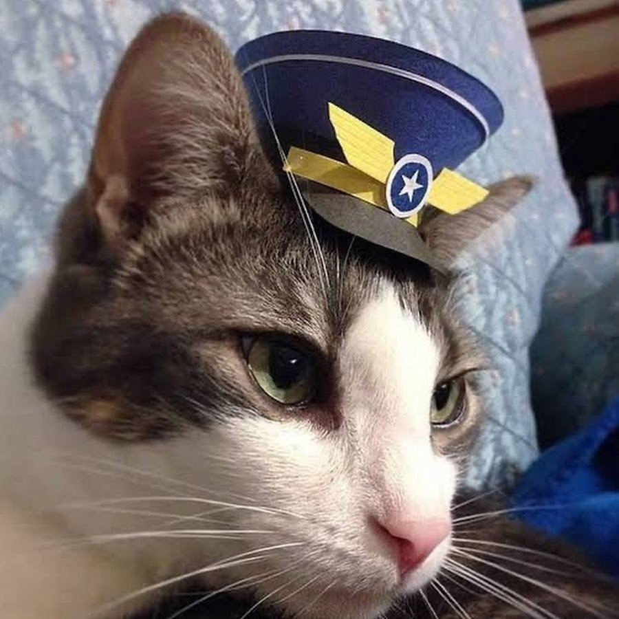 Кот в летной форме