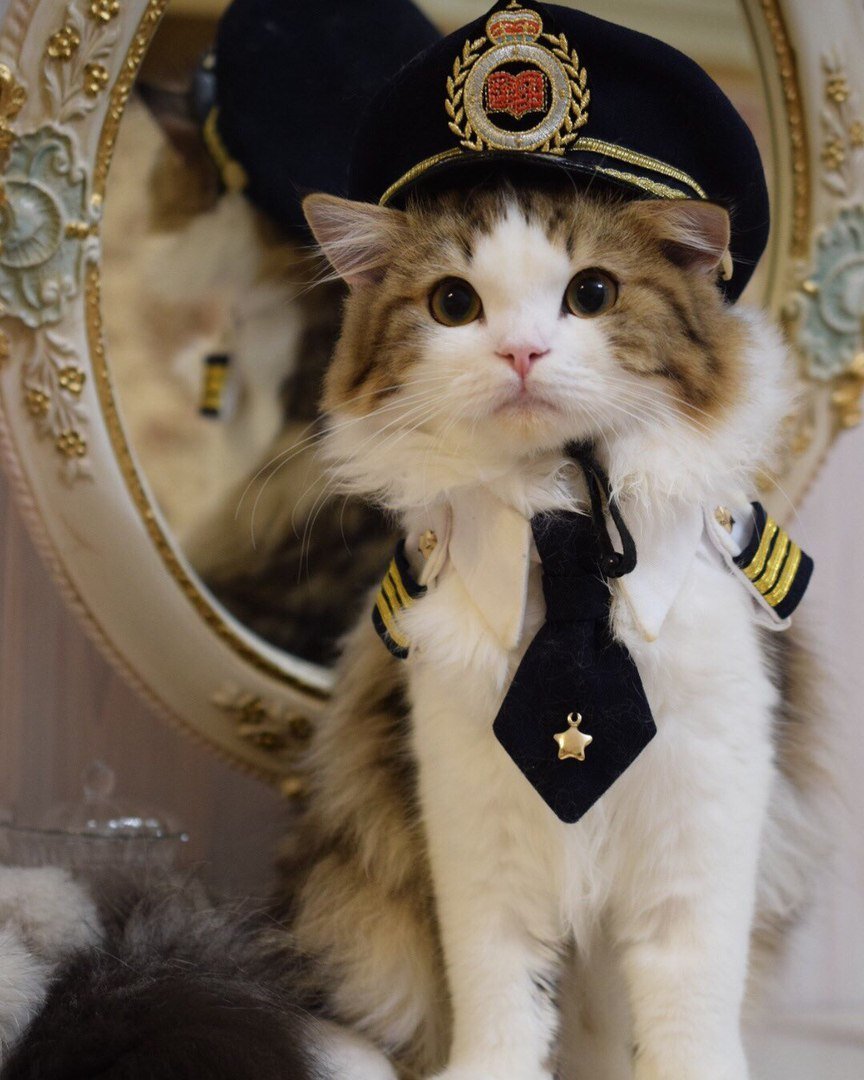 Котенок в военной форме