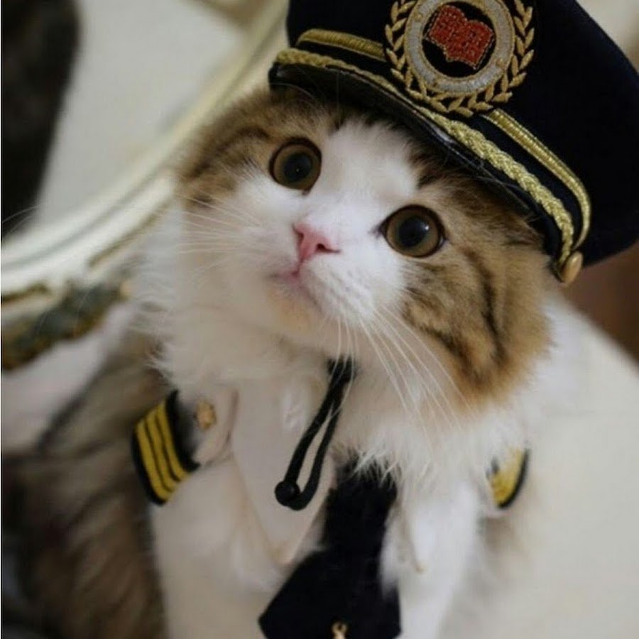 Котик в форме