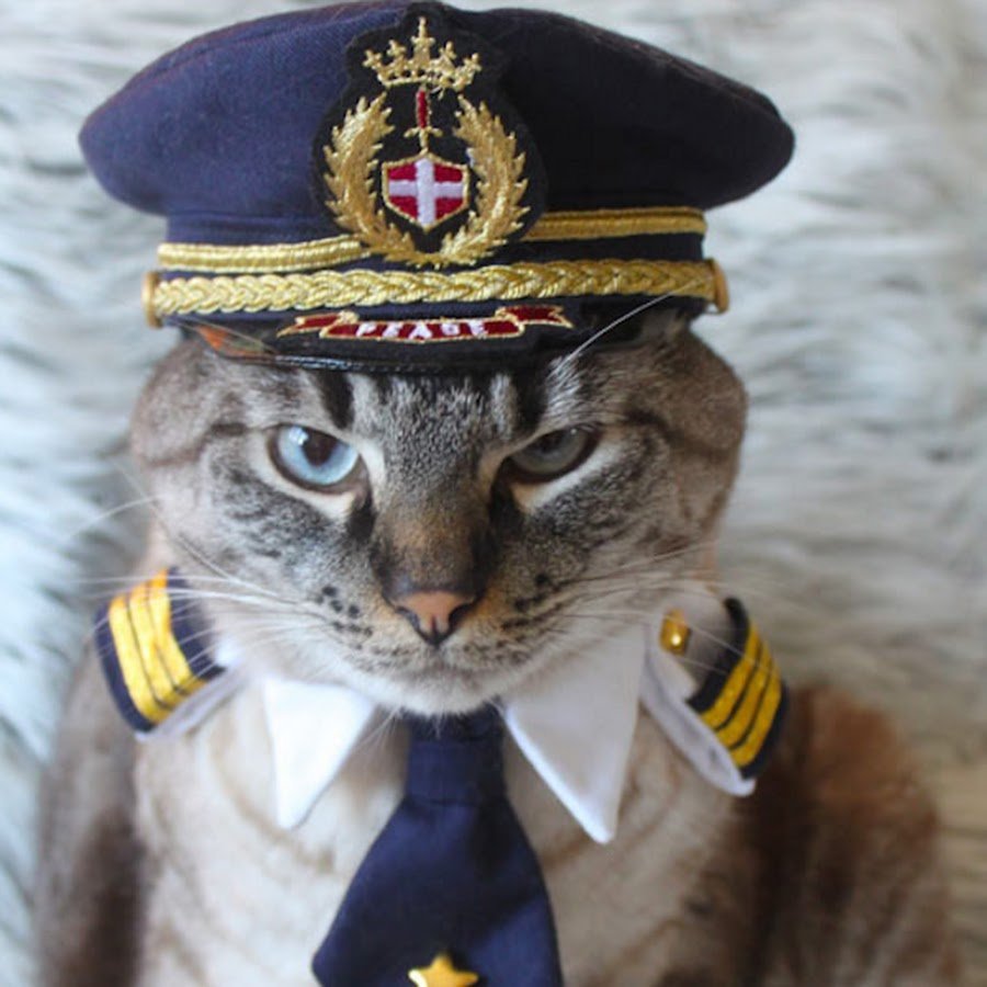 Кот в форме