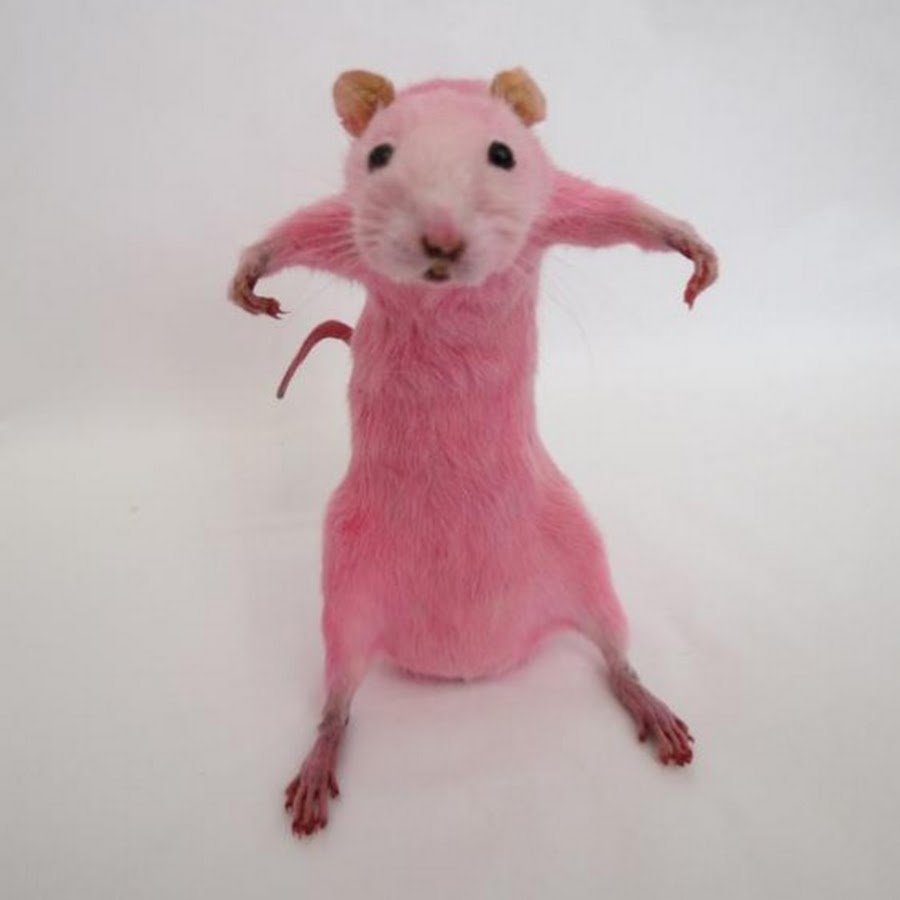 Розовая крыса смешная