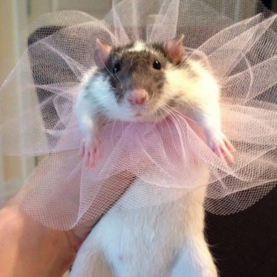 Крыса в розовом платье