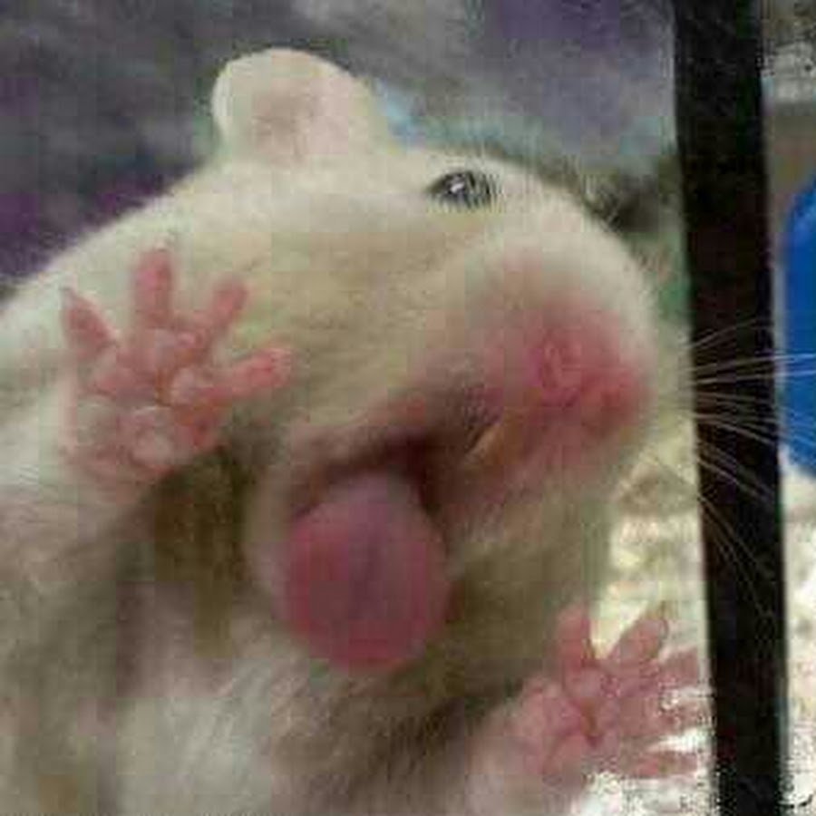 Хомяк облизывающий стекло